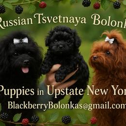 Russian Tsvetnaya Bolonka All Grown Up from BlackberryBRT
