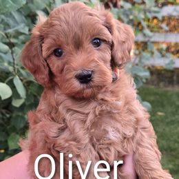 Oliver - Red male Cavapoo puppy in Blackfoot, Idaho from Rocky Desert Goldens and Cavaliers