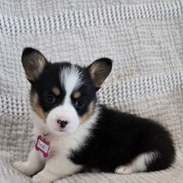 Rosie - Black and tan female Pembroke Welsh Corgi puppy in Americus, Kansas from Kandi's Pups