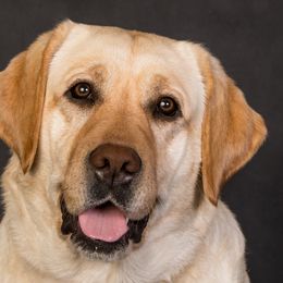 Labrador Retrievers from Hartsells Retrievers
