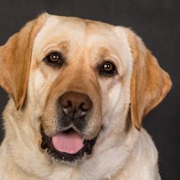 Labrador Retrievers from Hartsells Retrievers