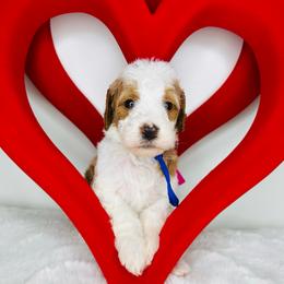 Blue Collar - Parti male Goldendoodle puppy in Miami, Florida from GoldStar Doodles USA