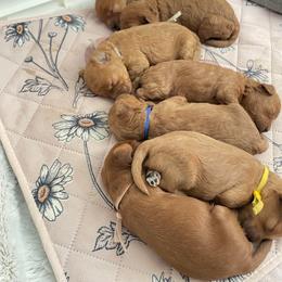 Cavapoo puppies from Indie Boo’s mini Cavapoos