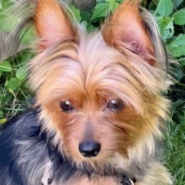 Gracie - Yorkshire Terrier