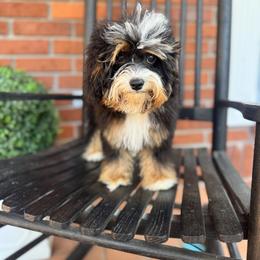 KC - Cavapoo