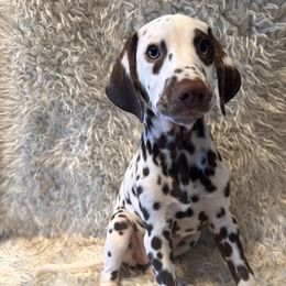 Dalmatian Puppies from City Dals