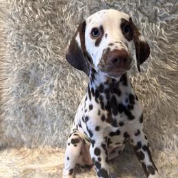 Dalmatian Puppies from City Dals