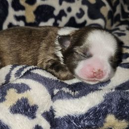 ROWENA - Brindle and white female Shih Tzu puppy in Los Banos And Bay Area, California from Shantii's Shih Tzu's