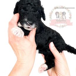 Female Pick Number 7 - Black tri-color female Aussiedoodle puppy in Corydon, Indiana from Ridgeline Doodles