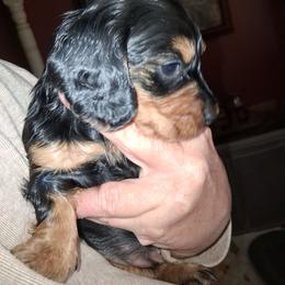 BEAUTY - Black and tan female Dachshund puppy in Paducah, Kentucky from Donette's Doxies