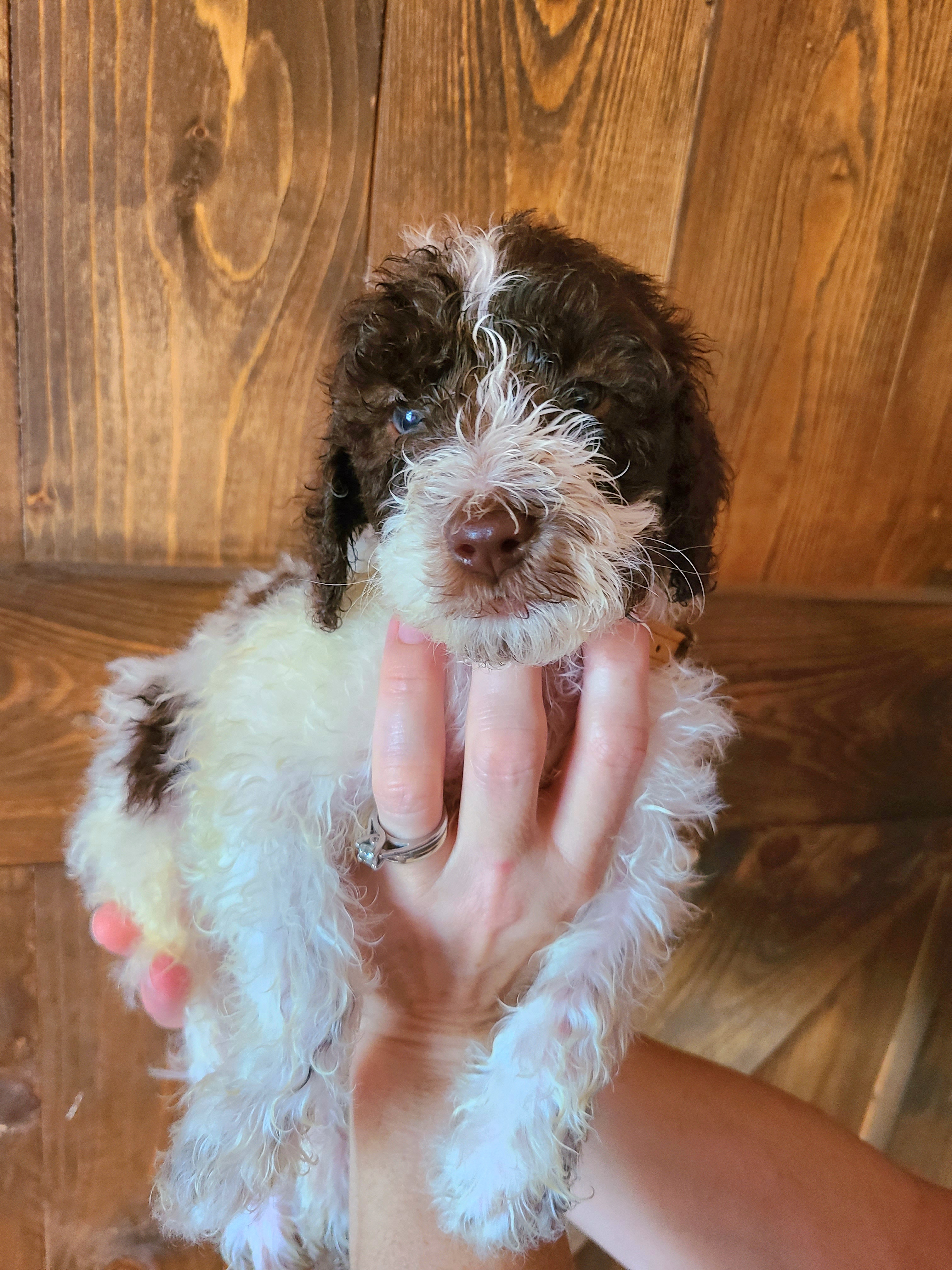 Sebastian - Chocolate Labradoodle puppy in Florida from 7 Puppies