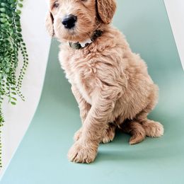 Goldendoodle, Labradoodle, and Poodle Puppies from Noble Friend Breeders LLC