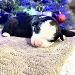 Bells - Black tri female Miniature American Shepherd puppy in Bayard, Nebraska from Puppies by Alies