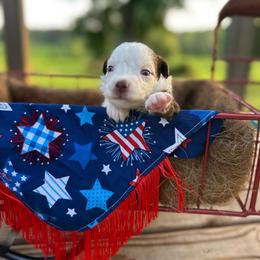 Stripes - Red tri female Miniature Australian Shepherd puppy in Doddridge, Arkansas from Huddleston Farm