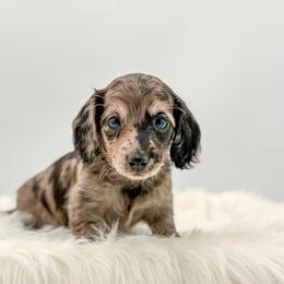 Zelda - Dapple female Dachshund puppy in Litchfield, Illinois from Charmm Dachshunds