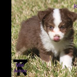 Miniature Australian Shepherd and Toy Australian Shepherd Puppies from TK Mini Aussies