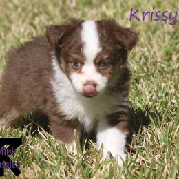 Miniature Australian Shepherd and Toy Australian Shepherd Puppies from TK Mini Aussies