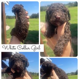 Girl 3 - Chocolate female Goldendoodle puppy in Cullman, Alabama from Sunflower Doodles