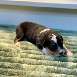 Tulip - Black tri-color female Australian Shepherd puppy in Salinas, California from AA Aussies