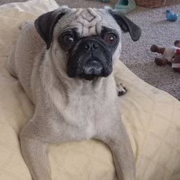 Pugs from Agape Pugs