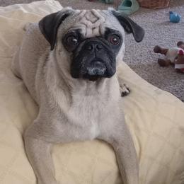 Pugs from Agape Pugs
