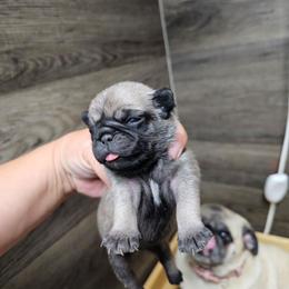 Baby girl - Fawn female Pug puppy in Kodak, Tennessee from My Princess Pugs