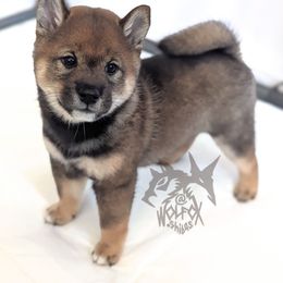Ni-Ni - Sesame female Shiba Inu puppy in California from WOLFOX shiba inu