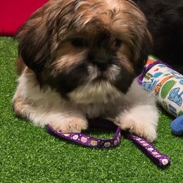 Boy four - Tricolor male Shih Tzu puppy in New Bern, North Carolina from Kuddly Creatures