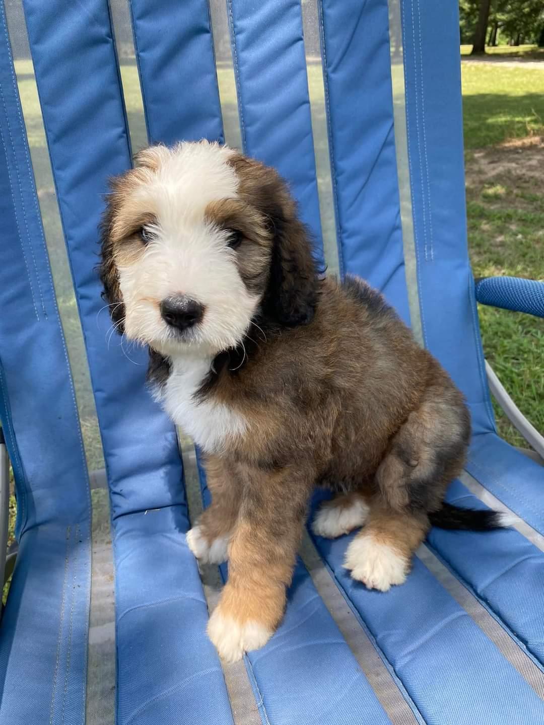 Bayou Blu's Bernedoodles in Louisiana Bernedoodle puppies Good Dog