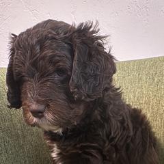 Lindsey Vonn - female Australian Mountain Doodle puppy in Greenville, Ohio from Woodbriar Wags