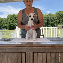 Whippet Puppies from Haven Whippets