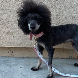 Kami - Poodle