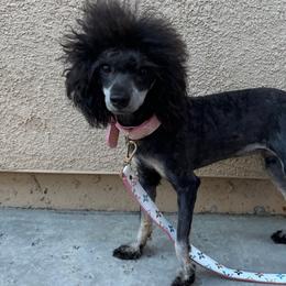 Kami - Poodle