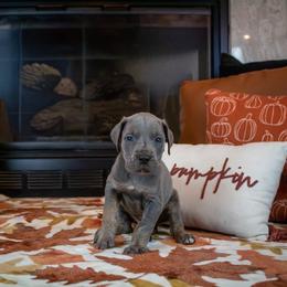 Blue Brindle Point (red collar) - Blue male Great Dane puppy in Kimball, Michigan from Starlight Danes
