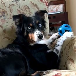Lulu - Australian Shepherd