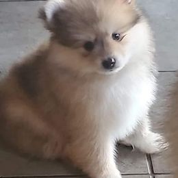 Pomeranian and Pomsky Puppies from Pom Pom Pomskies-TN