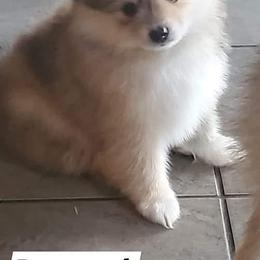 Pomeranian and Pomsky Puppies from Pom Pom Pomskies-TN