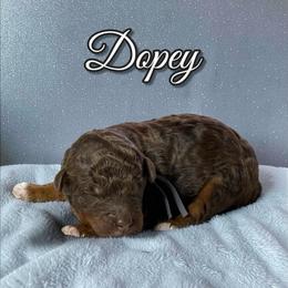 Dopey - Phantom male Poodle puppy in Pink Hill, North Carolina from Boodle's Standard Poodles