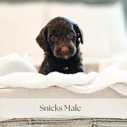 Snicks - Chocolate male Goldendoodle puppy in Punta Gorda, Florida from Transformation Acres Goldendoodle