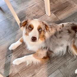 Lindy - Miniature American Shepherd