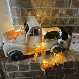 Australian Shepherd Puppies from Kamm's Aussies