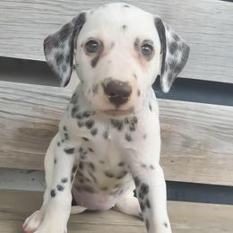 Espeon (Lavender collar) LUA - White and liver brown female Dalmatian puppy in Raymondville, Missouri from Wagner's Dalmatian's