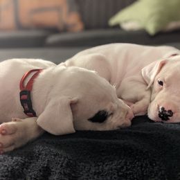 Dogo Argentino Puppies from De la Fuerza de Dios