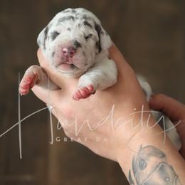 Patches - Harlequin female Great Dane puppy in Denison, Texas from Hundeity Great Danes