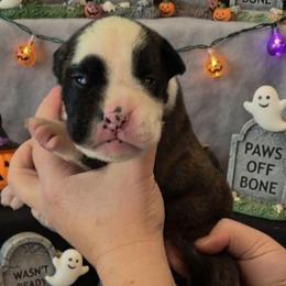 Jigsaw ( boy) - Brindle male Boxer puppy in Red Boiling Springs, Tennessee from Silver Rain