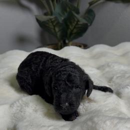 Girl 3 - Black female Goldendoodle puppy in Goodyear, Arizona from AZ Royal Doxies llc