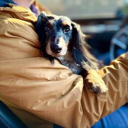 Max - Dachshund