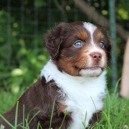 Miniature American Shepherd Puppies from LF Ranch
