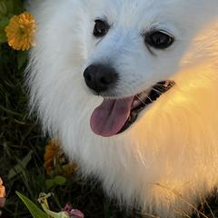 Mika - Japanese Spitz