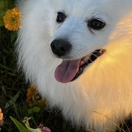 Mika - Japanese Spitz